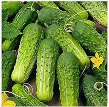 Idaho Cucumbers Pickling Cucks Small 5/6"" Long 50 Days Harvest Vegeta 25+ seeds