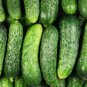 Hawaii Cucumbers Tasty Crunchy Fast Growth 52 Days Harvest Vegetable G 25+ seeds