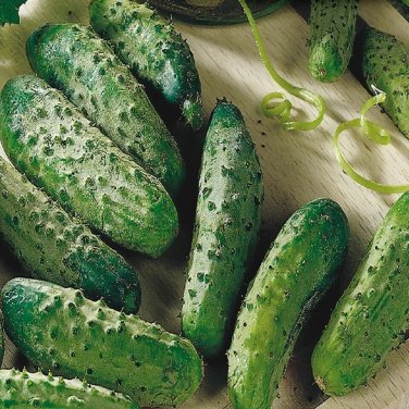 Montana Cucumbers 52 Day Harvest Vegetable Garden Planting Small 5"" Cu 25+ seeds