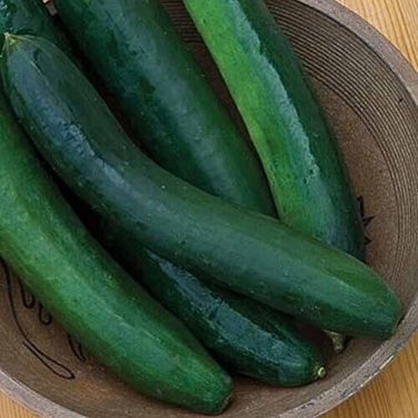 Sweet Success Cucumbers 12/14"" Long Cucks 54 Day Harvest Thin Skin Cuck 25 seeds