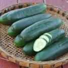 Poinsett 76 Cucumbers Burpless Cucks 8"" Long Vegetables Pickling Slicin 25 seeds