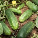 New Hampshire Cucumbers Small 5"" Long Picking Cucks Planting Veg Garde 25+ seeds