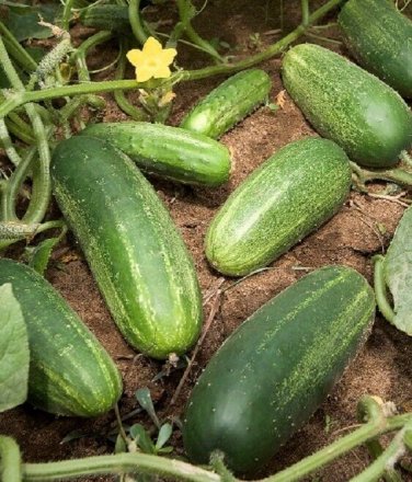 New Hampshire Cucumbers Small 5"" Long Picking Cucks Planting Veg Garde 25+ seeds