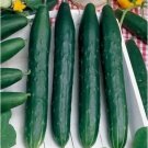Burpless Cucumbers 10/12"" Long Crispy Fresh Garden Vegetable Cucks Sala 25 seeds