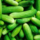 Nevada Cucumbers Vegetable Garden Planting Cucks Crunchy Tasty Vegs 25+ seeds