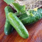 Marketmore 76 Cucumbers Heirloom Crunchy Sweet Flavor Cucks Burpless Ve 25 seeds