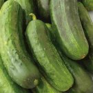Illinois Cucumbers Vegetable Garden Planting Pickling Pickles Slicing 25+ seeds