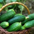 Georgia Cucumbers Southern Vegetable  Cucks Pickling Pi 25+ seeds