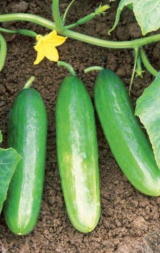 Florida Cucumbers Fresh Crop Vegetable  Pickling Pickle 25+ seeds