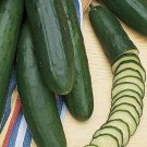 Early Pride Cucumbers 9"" Long Burpless Cucks Slicing Pickling Salad Veg 25 seeds