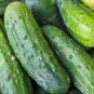 Connecticut Cucumbers Fresh Garden Crop seeds 25+ seeds