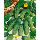 Maine Cucumbers Northern Cucks 52 Day Harvest Vegetable Planting Garde 25+ seeds