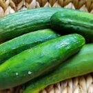 Nebraska Cucumbers 54 Day Harvest Time Planting Vegetable Garden Cucks 25+ seeds