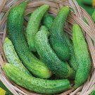 Parisian Cucumbers French Cucks 55 Days Harvest 6"" Long Picking Garden 25 seeds