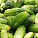 Chicago Pickling Cucumbers Organic Heirloom Burpless Vegetable Garden P 25 seeds