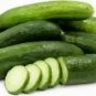 Oregon Cucumbers 8"" Long Garden Cucks Easy Growing Vegetables Pickling 25+ seeds