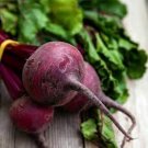 Tn Mountain Dark Red Beet seeds 100 seeds