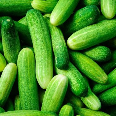 Arkansas Cucumbers Grow Fresh Garden Vegetables Easy Harvest 52 Days P 25+ seeds