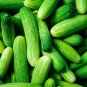 Arkansas Cucumbers Grow Fresh Garden Vegetables Easy Harvest 52 Days P 25+ seeds