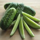 Massachusetts Cucumbers Pickling Northern Cucks Small 5"" Long Vegetabl 25+ seeds