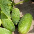 Homemade Pickles Cucumbers Heirloom 5-6"" Cucks Crispy Sweet Vegetable G 25 seeds