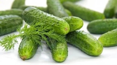 Utah Cucumbers Vegetable  Cucks Pickling Slicling 25+ seeds