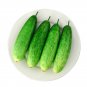 New York Cucumbers Fresh New Crop Planting Vegetable  C 25+ seeds