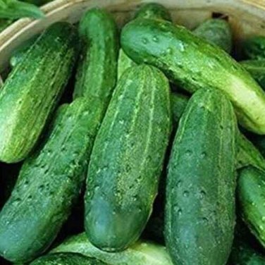 Fancipak Cucumbers 54 Days Harvest Hybrid 4"" Cucks Pickling Slicing Gar 25 seeds