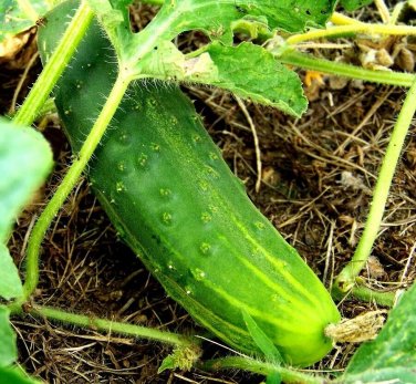 Heirloom Cucumbers, Boston Pickling, Seeds, Organic, Crispy And Delicio 25 seeds
