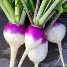 Turnip Non_Gmo | Heirloom Food Garden Planting 100 seeds