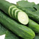 Tanja Cucumbers Frim Crunchy Cucks 12"" Mildly Sweet Vegetable Pickling 25 seeds
