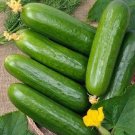 Marketer Cucumbers 8/9"" Long 55 Days Harvest Crispy Cucks Pickling Vege 25 seeds