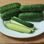 Supremo Cucumbers Pickling Or Slicing Vegetable Garden Planting 25 seeds