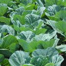tn Mountain Collards Southern seeds| Heirloom Non-Gmo Food Garden 100 Seeds