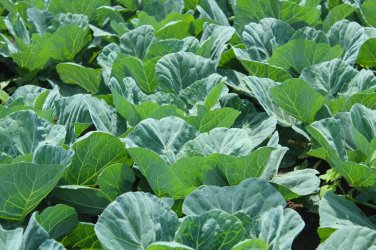 tn Mountain Collards Southern seeds| Heirloom Non-Gmo Food Garden 100 Seeds