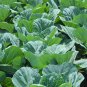 tn Mountain Collards Southern seeds| Heirloom Non-Gmo Food Garden 100 Seeds