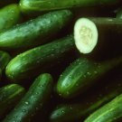 Delaware Cucumbers Crunchy Crisp Cucks Vegetable Garden Planting Pickl 25+ seeds