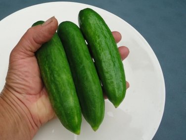 Michigan Cucumbers Fresh Crop Vegetable Garden Planting Cucks Pickling 25+ seeds