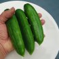 Michigan Cucumbers Fresh Crop Vegetable Garden Planting Cucks Pickling 25+ seeds