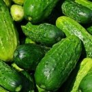 Colorado Cucumbers Pickling Size Cucks Harvest 54 Days  25+ seeds