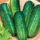 Supremo Cucumbers 52 Days Harvest Hybrid Cucks Great Pickling Slicing 25 seeds