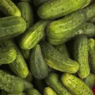 Indiana Cucumbers Fresh Crop seeds 25+ seeds