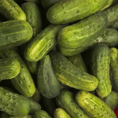 Indiana Cucumbers Fresh Crop seeds 25+ seeds