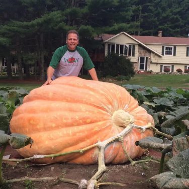 Pumpkin Record Breaking seeds 10 seeds
