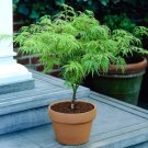 Green Japanese Maple Tree seeds 10 seeds
