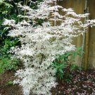 White Japanese Maple Tree seeds 10 seeds