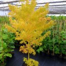 Yellow Japanese Maple Tree seeds 10 seeds