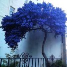 Blue Japanese Maple Tree seeds 10 seeds