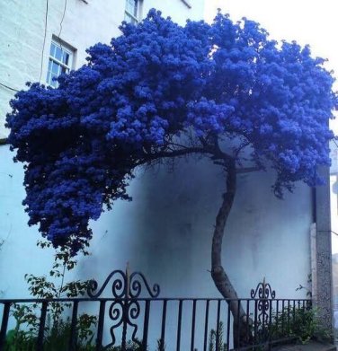 Blue Japanese Maple Tree seeds 10 seeds