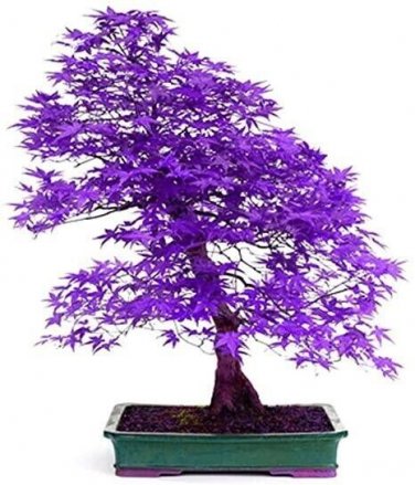 Purple Japanese Maple Tree seeds 10 seeds